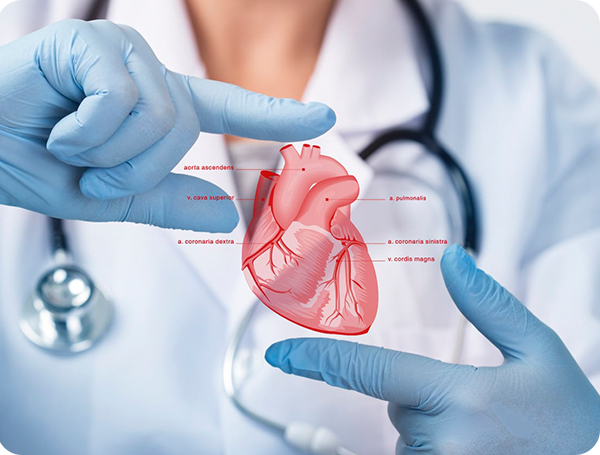 Cardiology